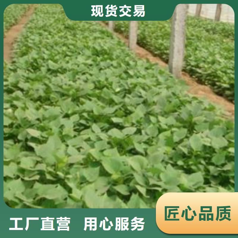 濟黑2號紫薯苗合作社