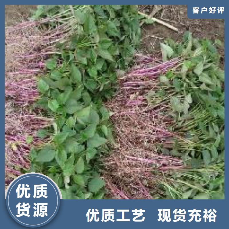 紫薯苗管理方式