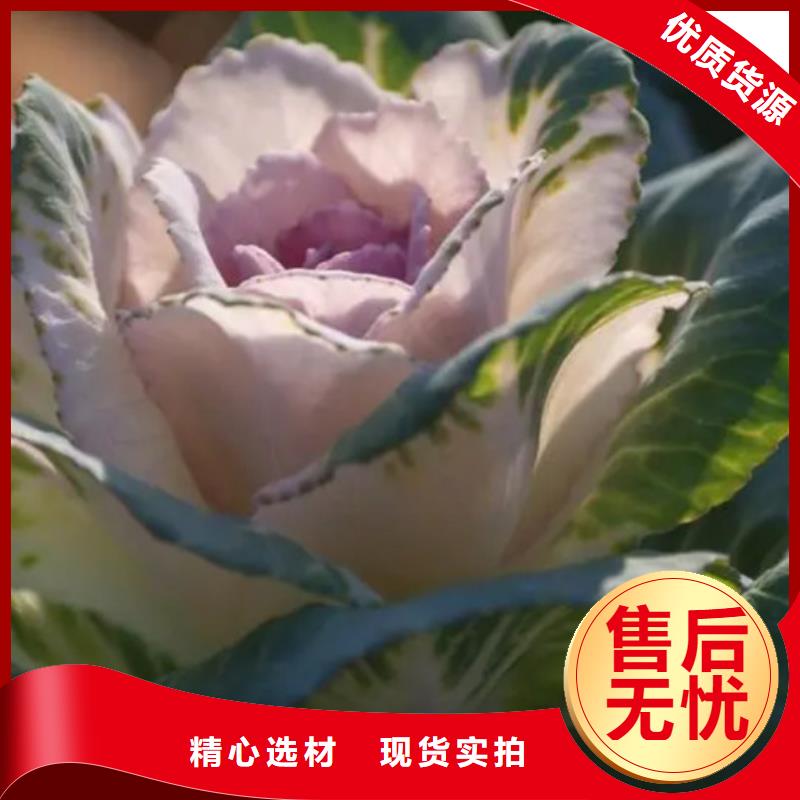 羽衣甘藍粉大廠質量可靠