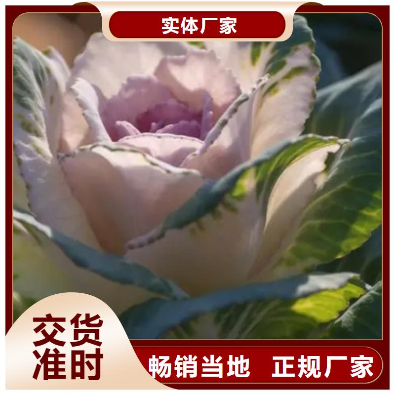 羽衣甘蓝粉源头厂家价格优惠