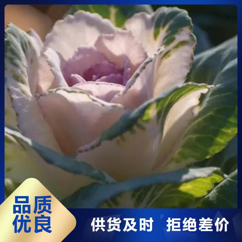 定制羽衣甘蓝粉饮品_实力厂家