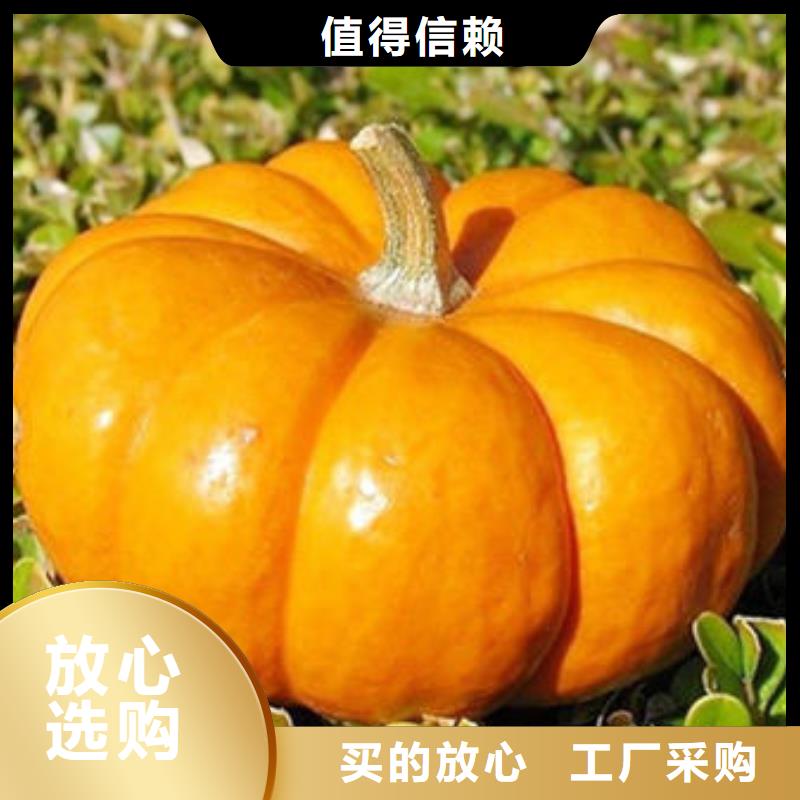 南瓜丁靈芝孢子粉工廠認證