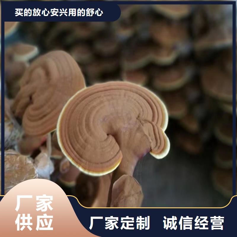 靈芝菌種哪里有賣