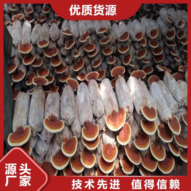 破壁靈芝孢子粉多少錢