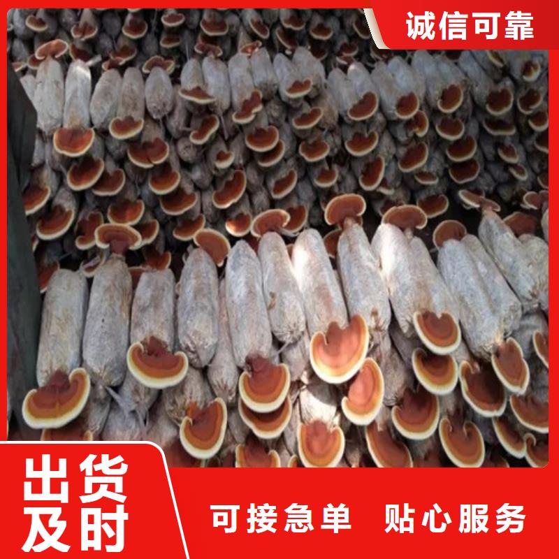 靈芝孢子粉吃的方法