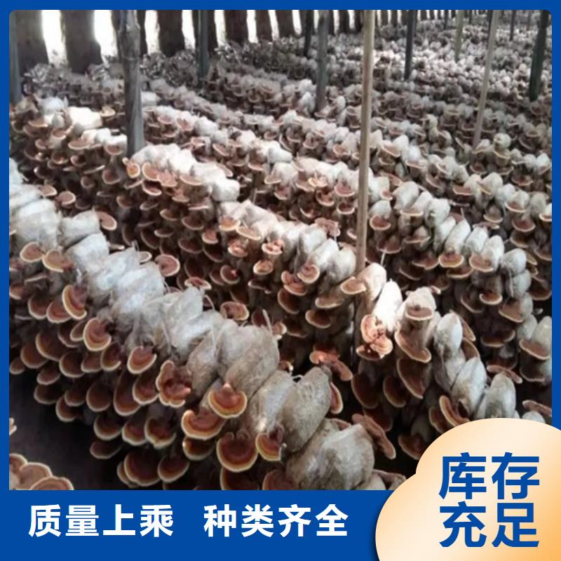 孢子靈芝粉物美價廉廠家