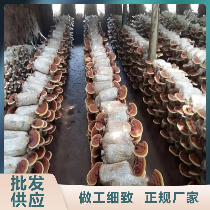 靈芝粉怎么保存