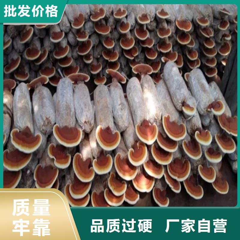 靈芝粉、靈芝粉生產廠家—薄利多銷