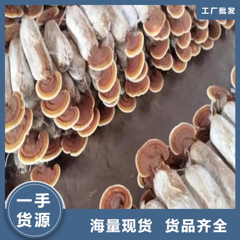 發貨及時的
靈芝超細粉公司