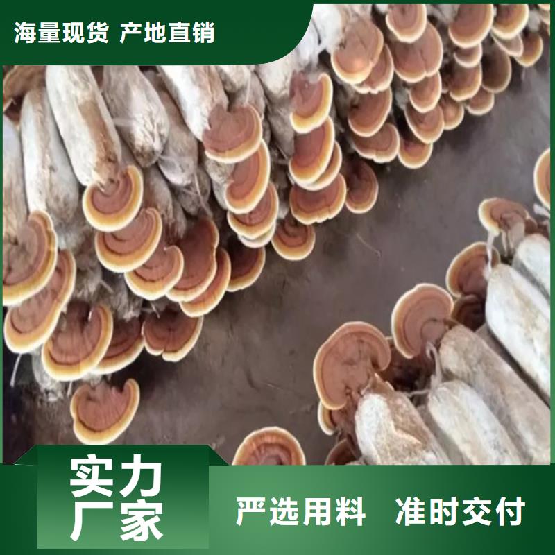 泡酒靈芝是什么味道