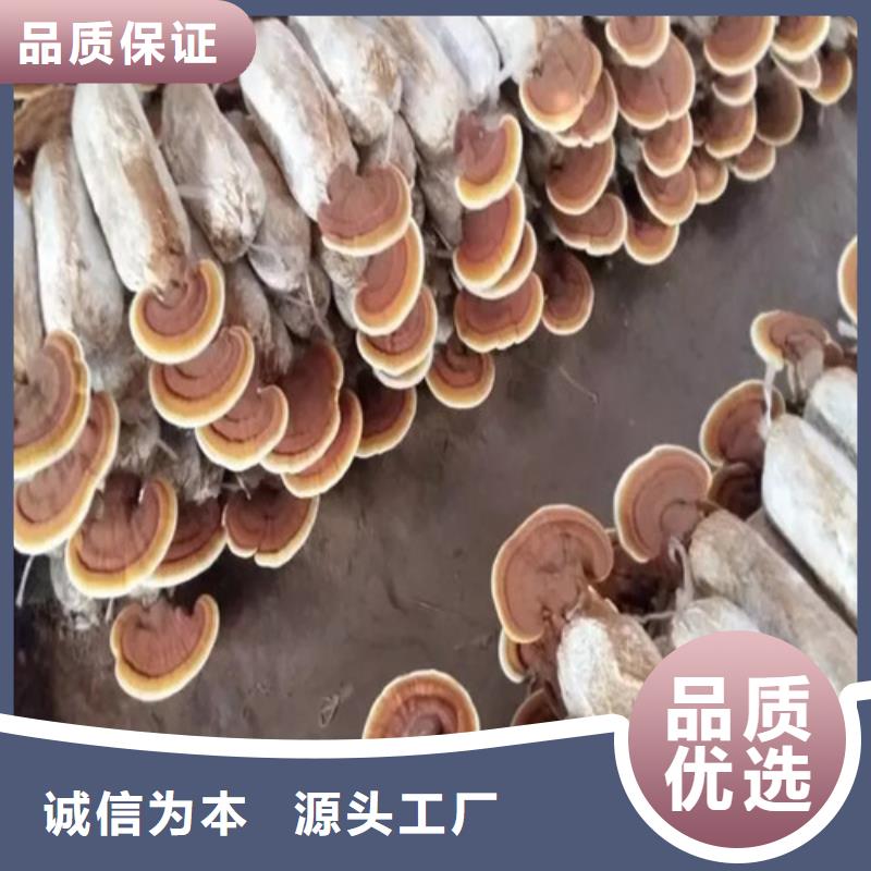 #靈芝超微粉#實力廠家