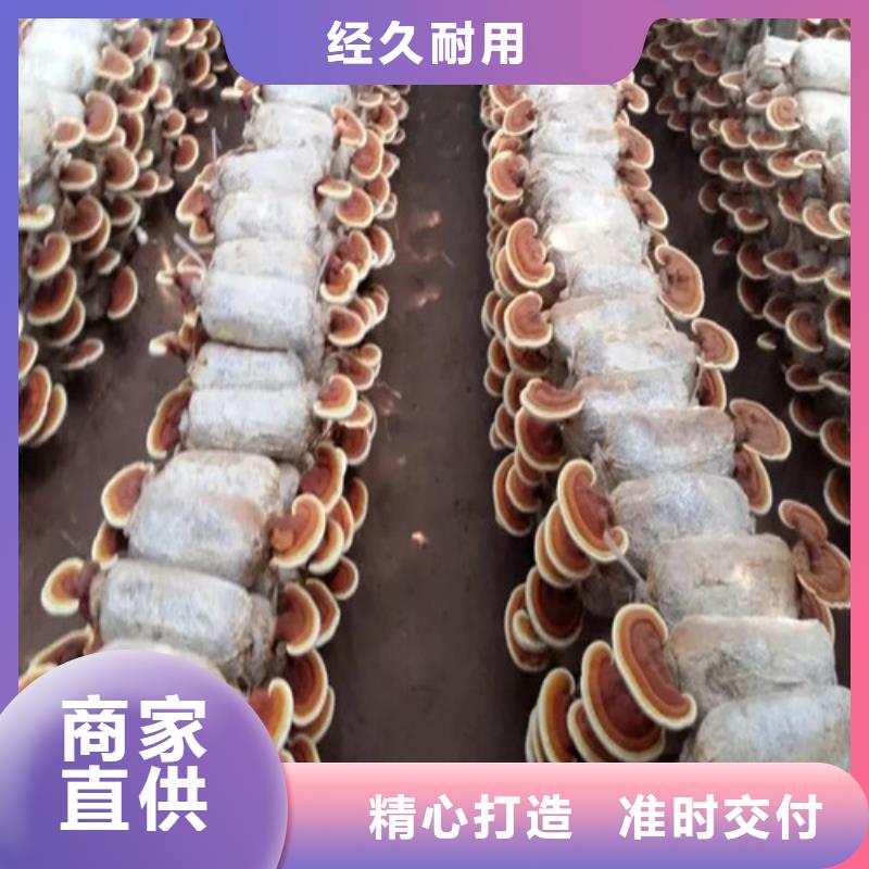 
靈芝粉
為您節省成本