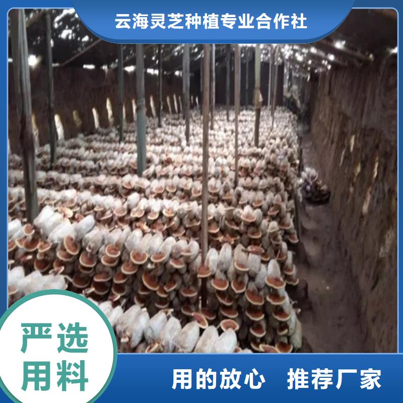 生產靈芝超細粉_實力廠家