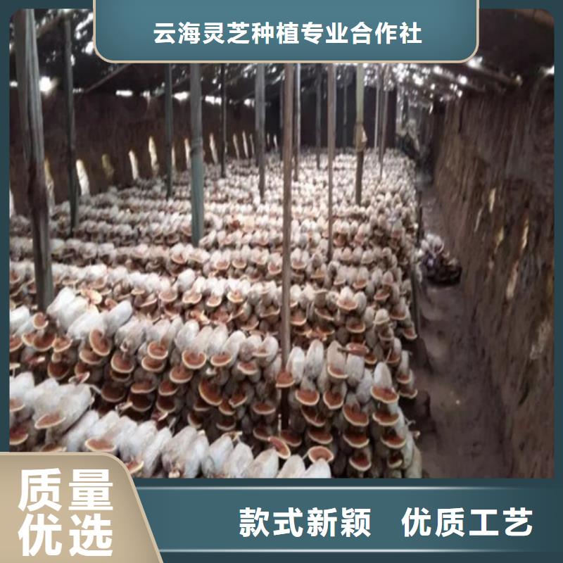靈芝哪里有賣