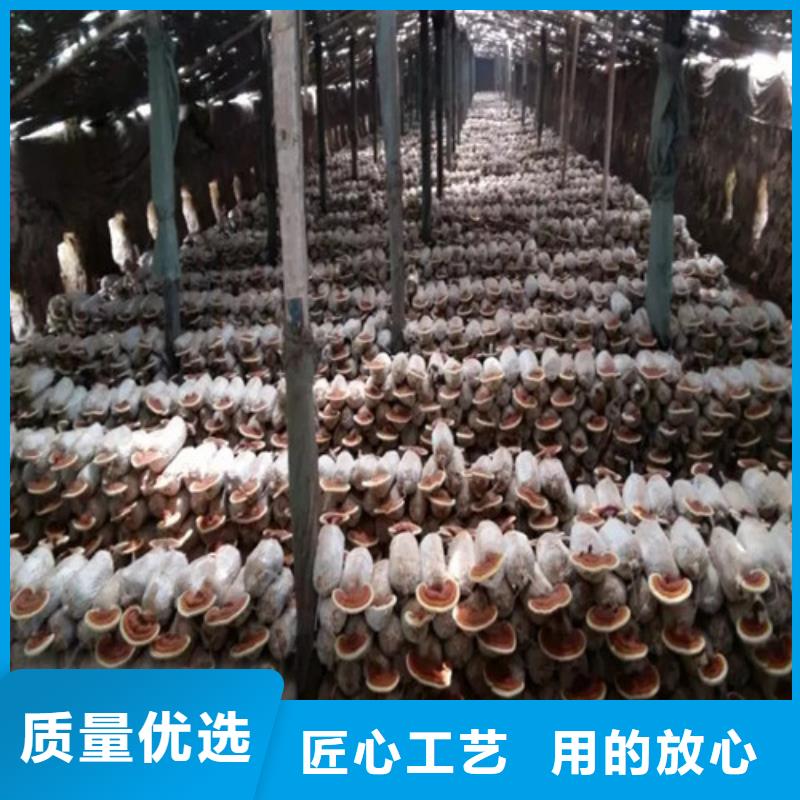 靈芝菌種擇優