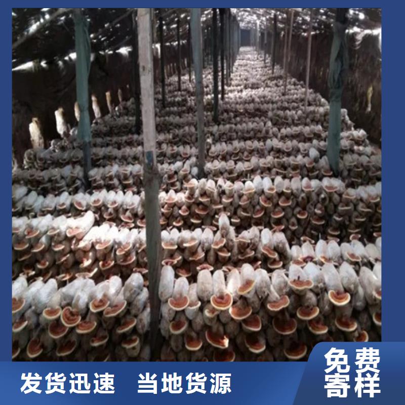 銷售靈芝孢子粉的廠家