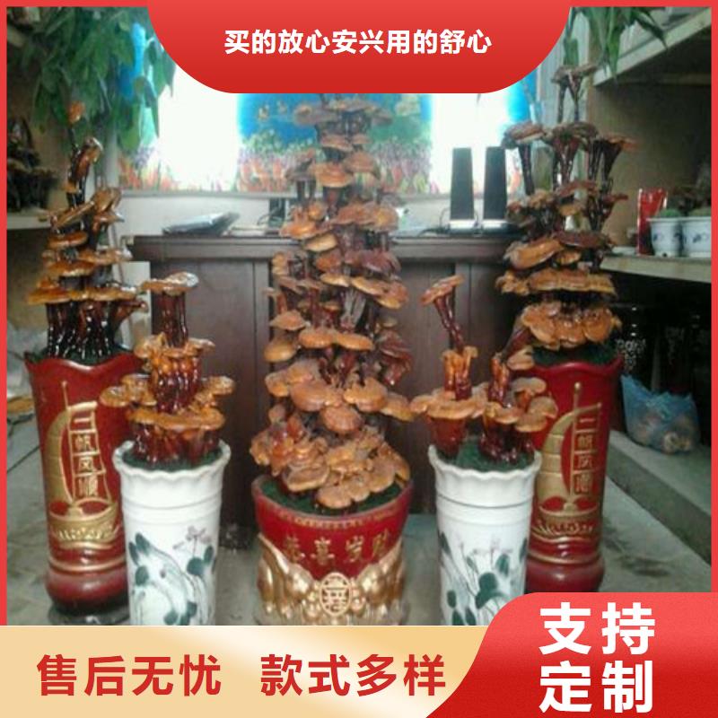 沽源縣靈芝批發