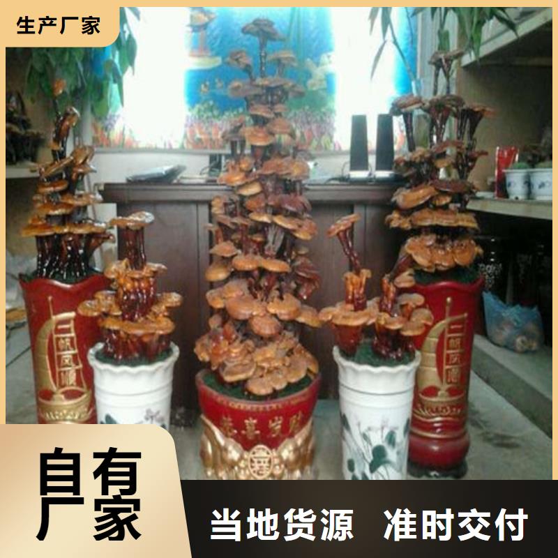 合川靈芝菌種哪家好
