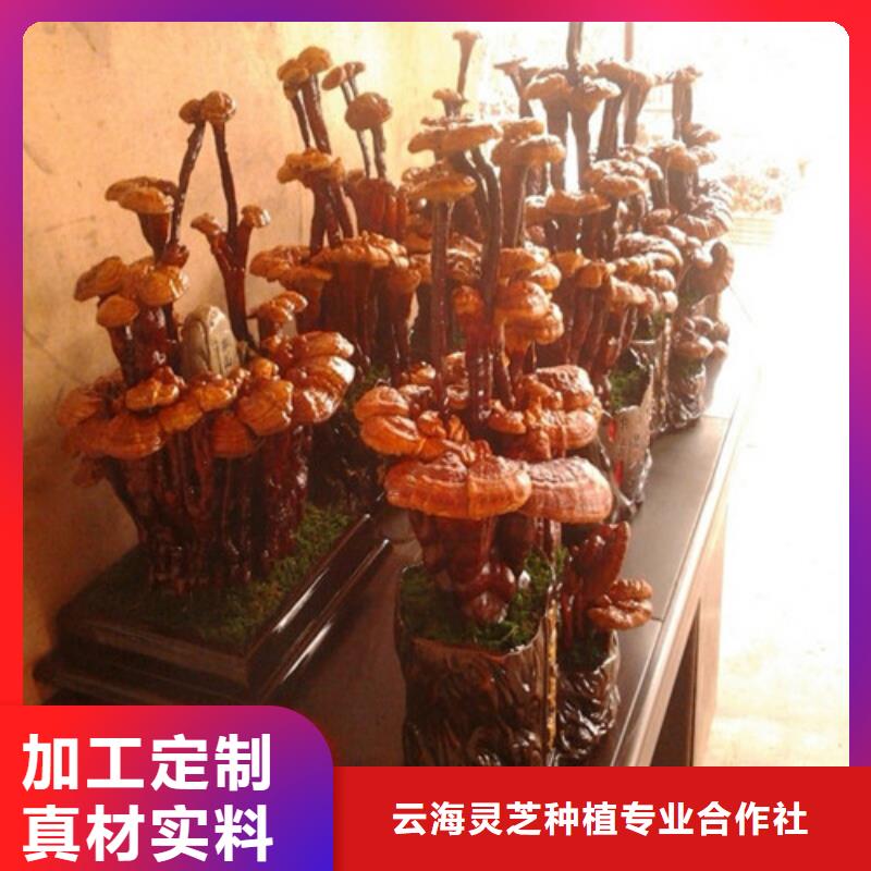 
孢子靈芝非標定制