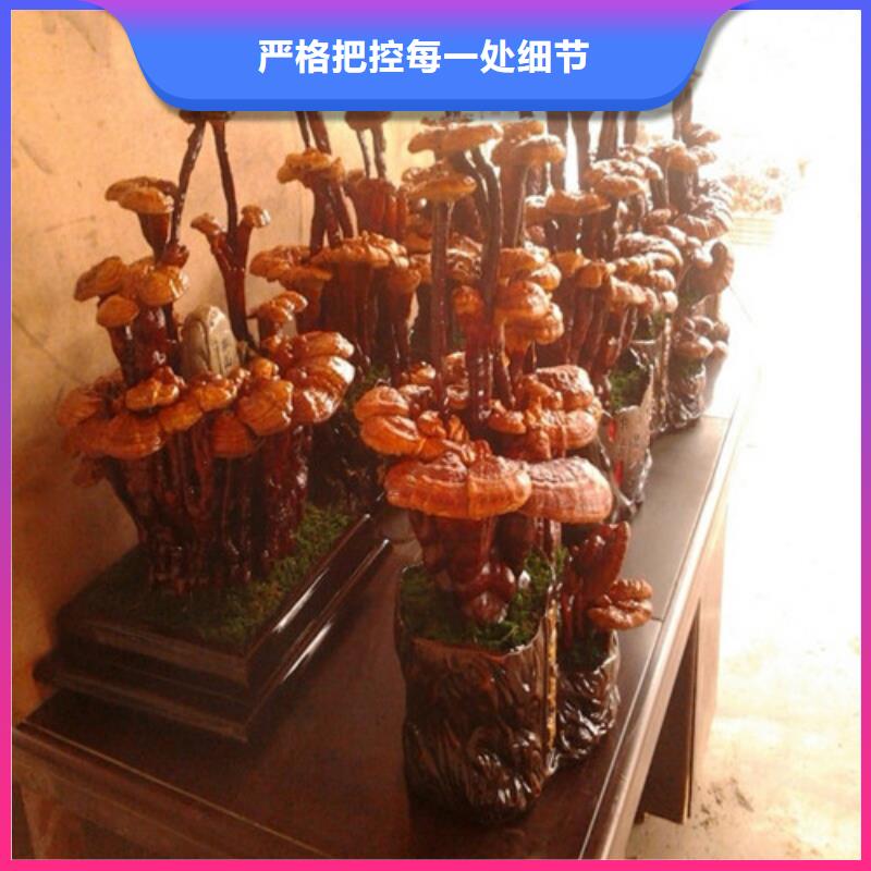 沽源縣濕靈芝是什么味道