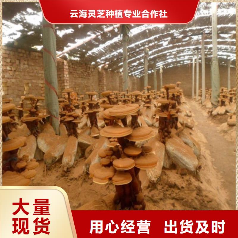 靈芝超微粉
精選廠家