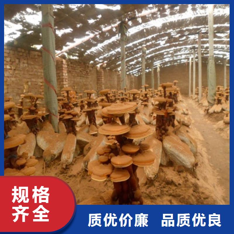 定做破壁靈芝孢子粉的經銷商