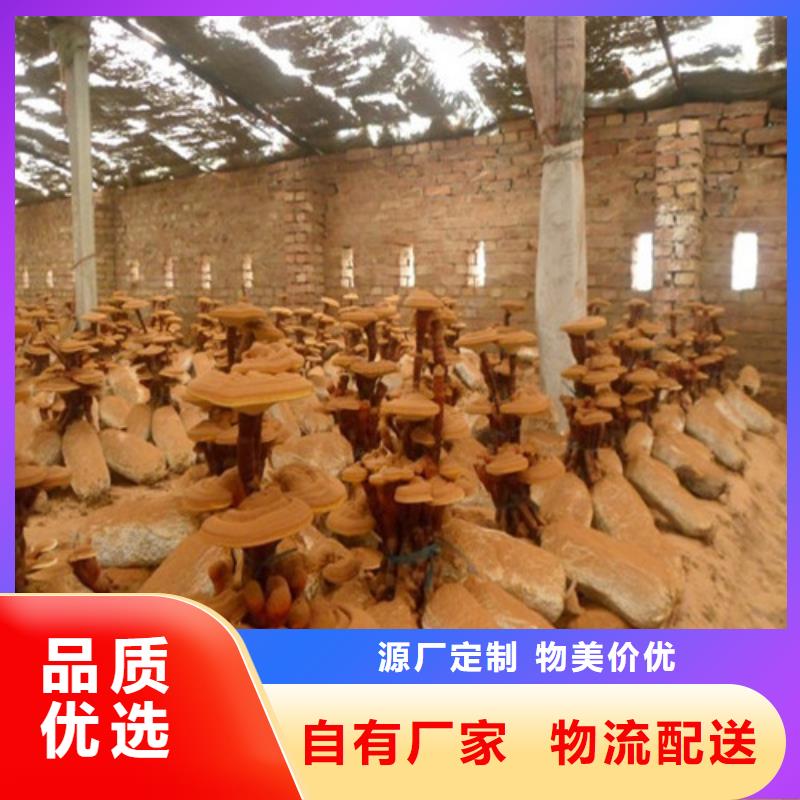 萬全椴木靈芝吃的方法