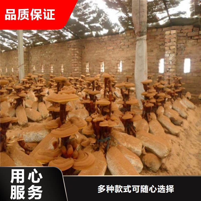 靈芝粉哪種好