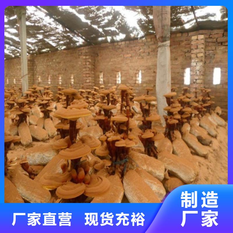宣化區(qū)新鮮靈芝怎么樣