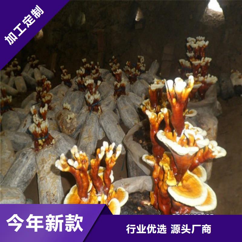 靈芝公司_云海靈芝種植專業(yè)合作社