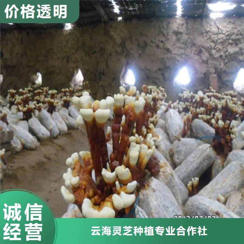 靈芝粉怎么保存