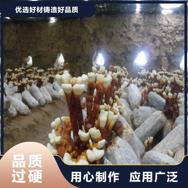 靈芝粉驚喜價格