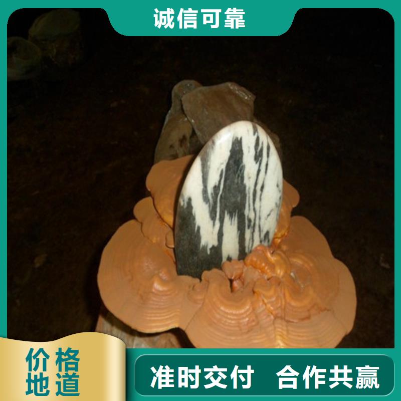 靈芝孢子、靈芝孢子生產(chǎn)廠家-值得信賴