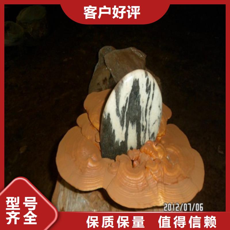 泡茶靈芝哪里有賣