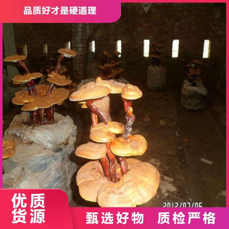 靈芝孢子、靈芝孢子生產(chǎn)廠家-值得信賴
