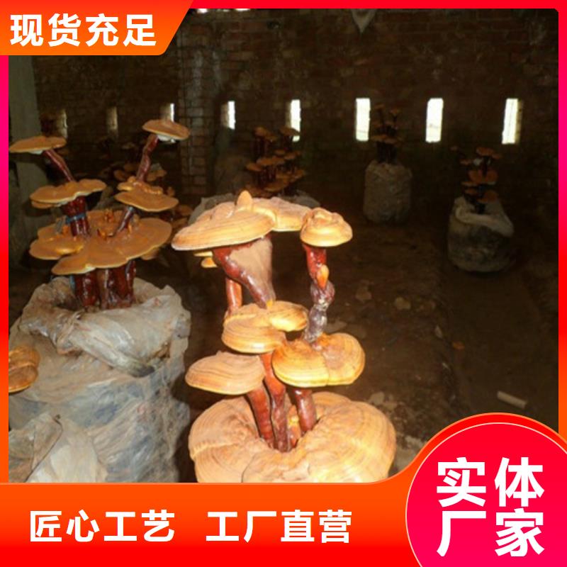 破壁靈芝孢子粉怎么賣