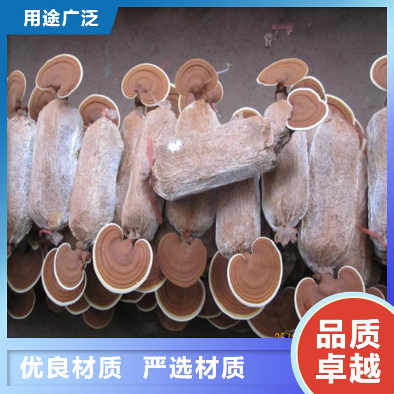 濕靈芝批發零售