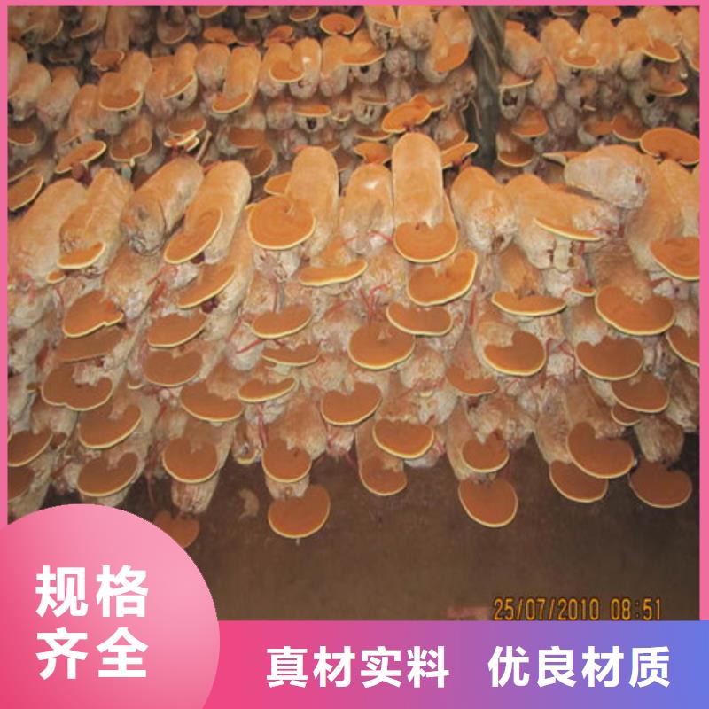 靈芝怎么吃好吃