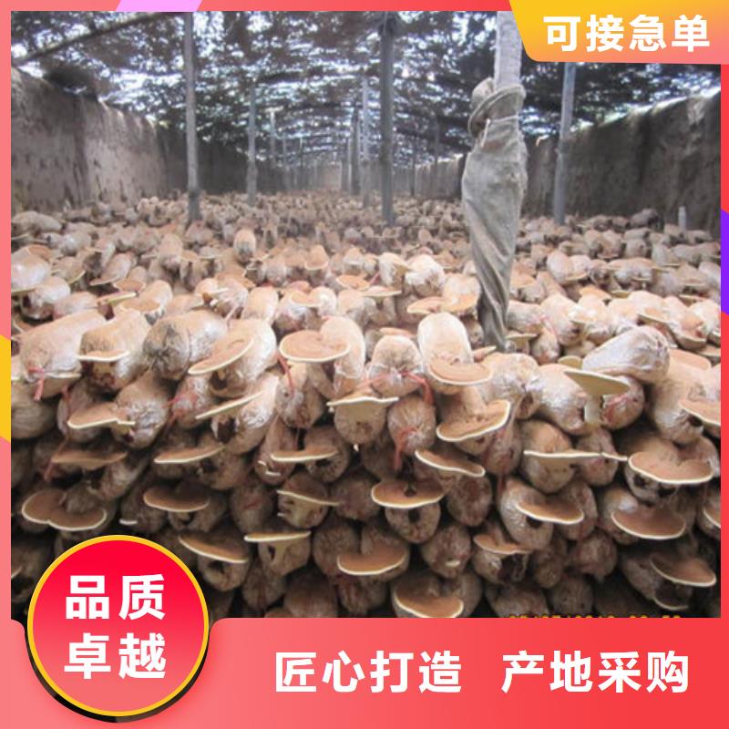 靈芝粉廠家直銷-值得信賴