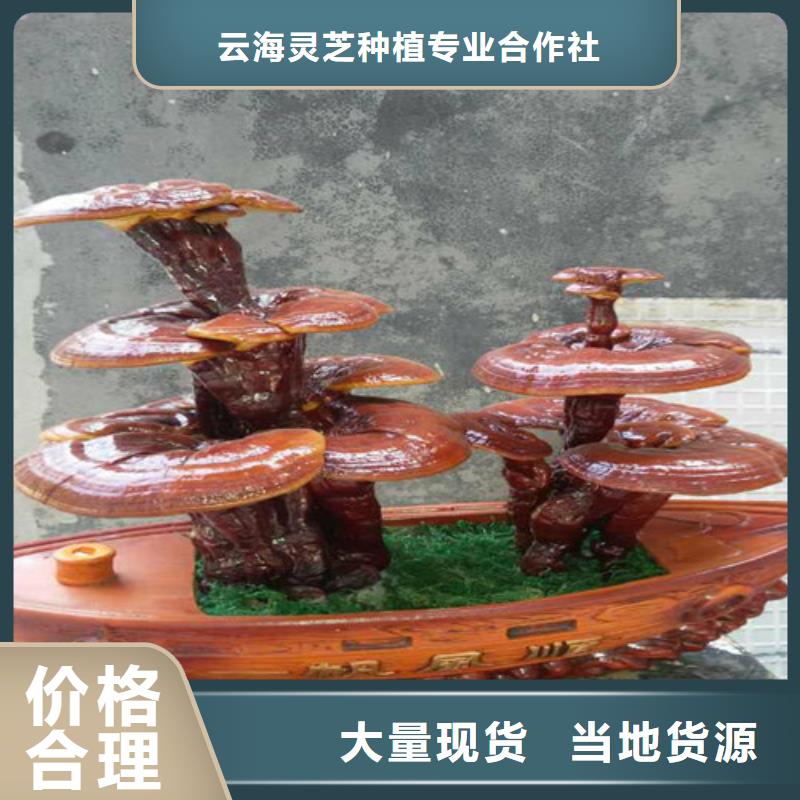 口碑好的破壁靈芝孢子生產廠家