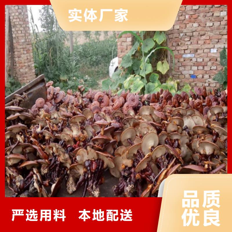 服務(wù)周到的
靈芝粉經(jīng)銷商