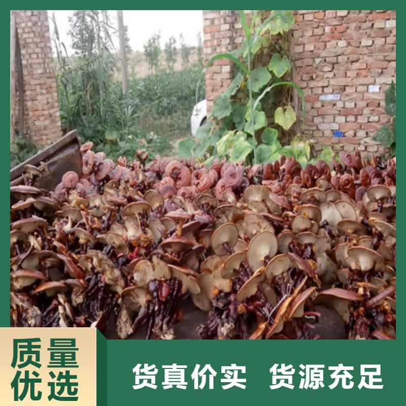 靈芝盆景認準云海靈芝種植專業合作社