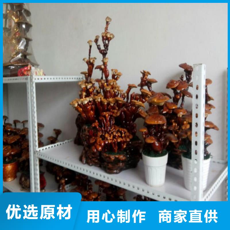 靈芝菌種價(jià)格