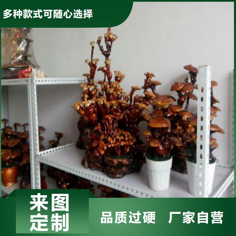 煲湯靈芝品質上乘