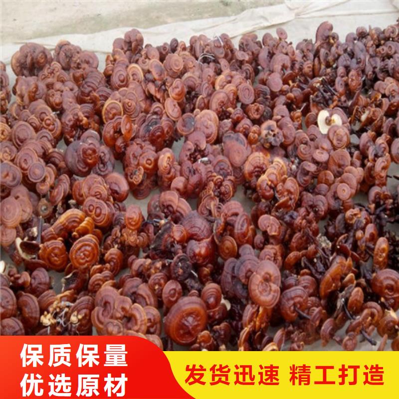靈芝粉、靈芝粉生產廠家—薄利多銷