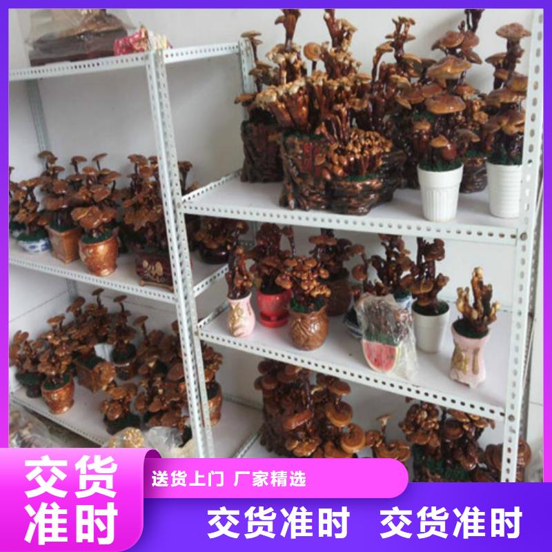 熱銷：靈芝超細粉廠家
