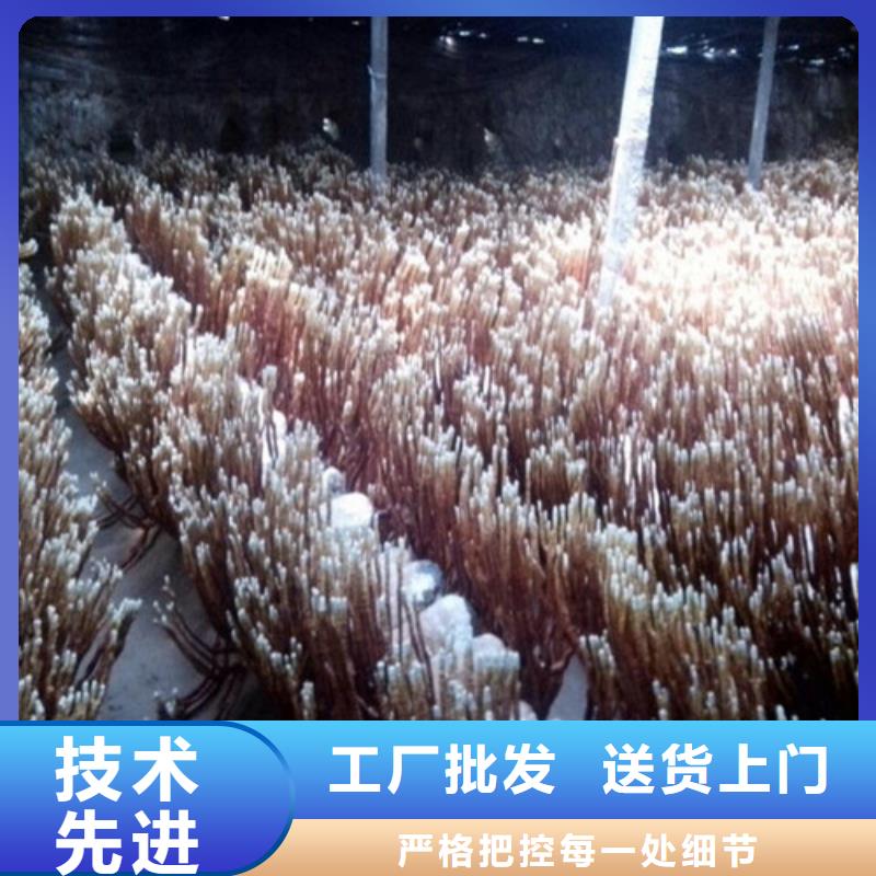 商州靈芝菌種廠家供應(yīng)