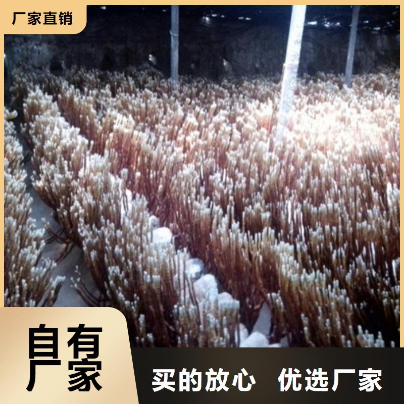 靈芝切片驚喜價格