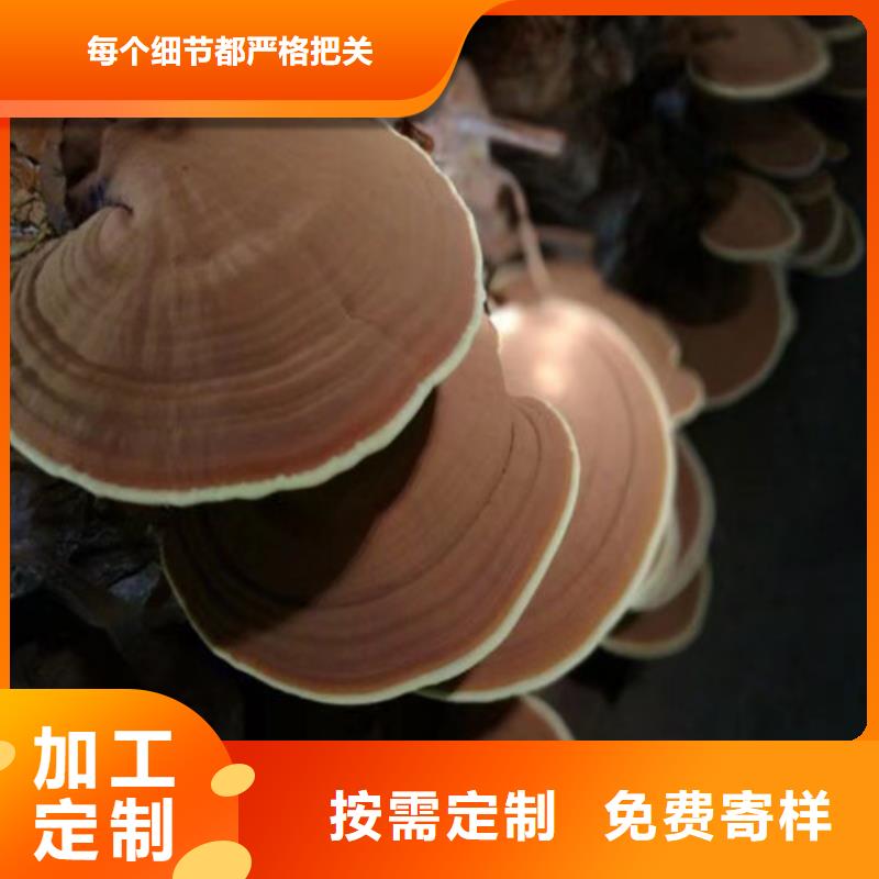 破壁靈芝孢子粉多少錢