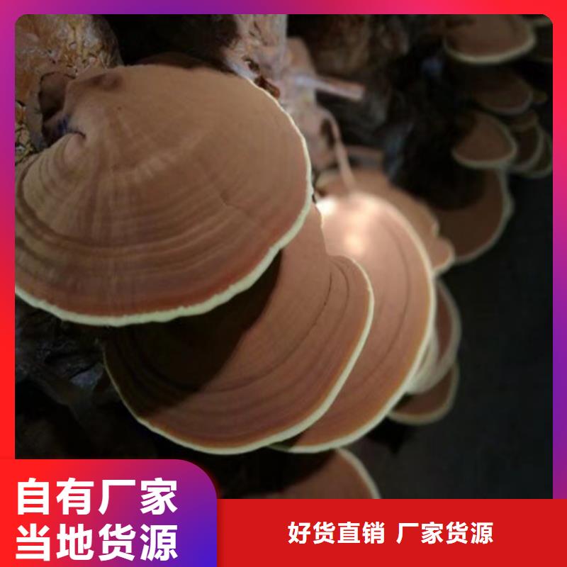 服務(wù)周到的
靈芝粉經(jīng)銷商
